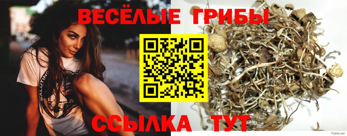 Псилоцибиновые грибы Cubensis Москва